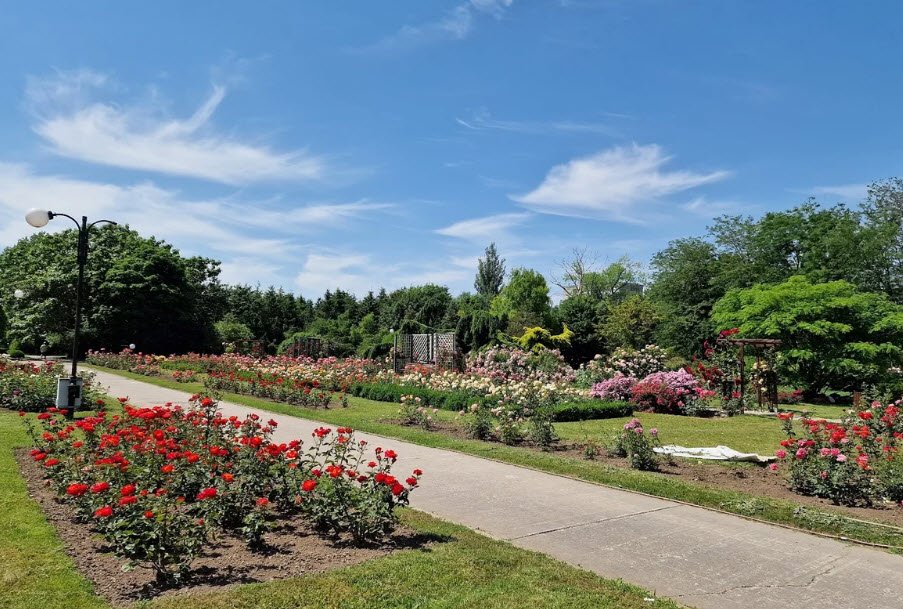 Botanical Garden - Rozarium, Galați, Romania, Romania